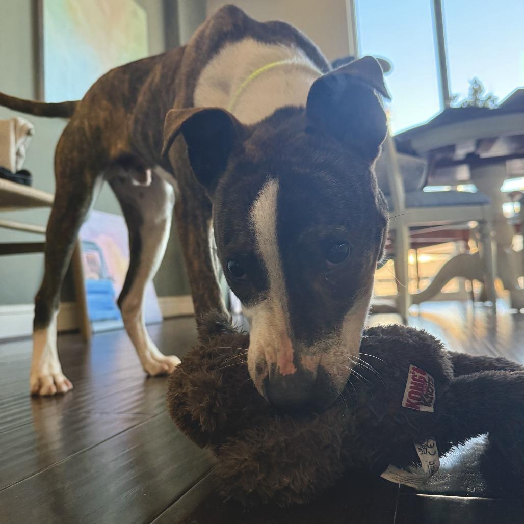 Stallion — thumbnail 4