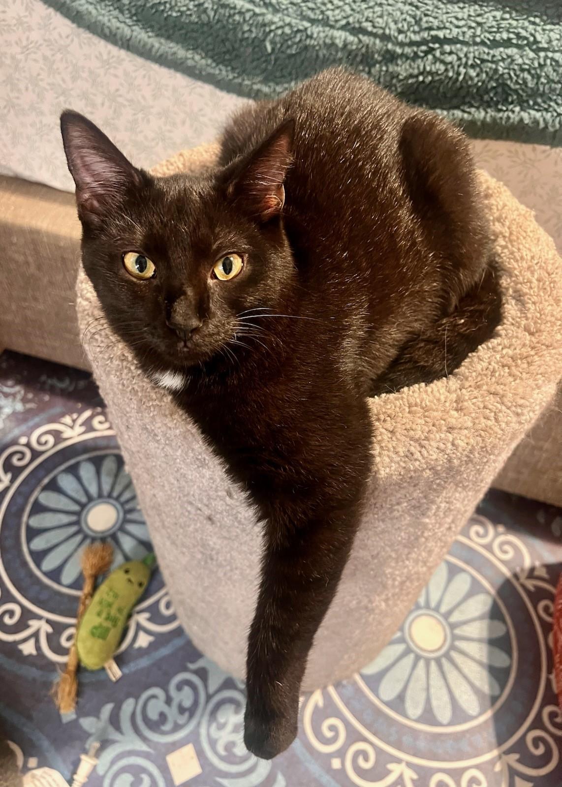 Uno, a Adoptable Domestic Short Hair in Beckley, WV image 5/5