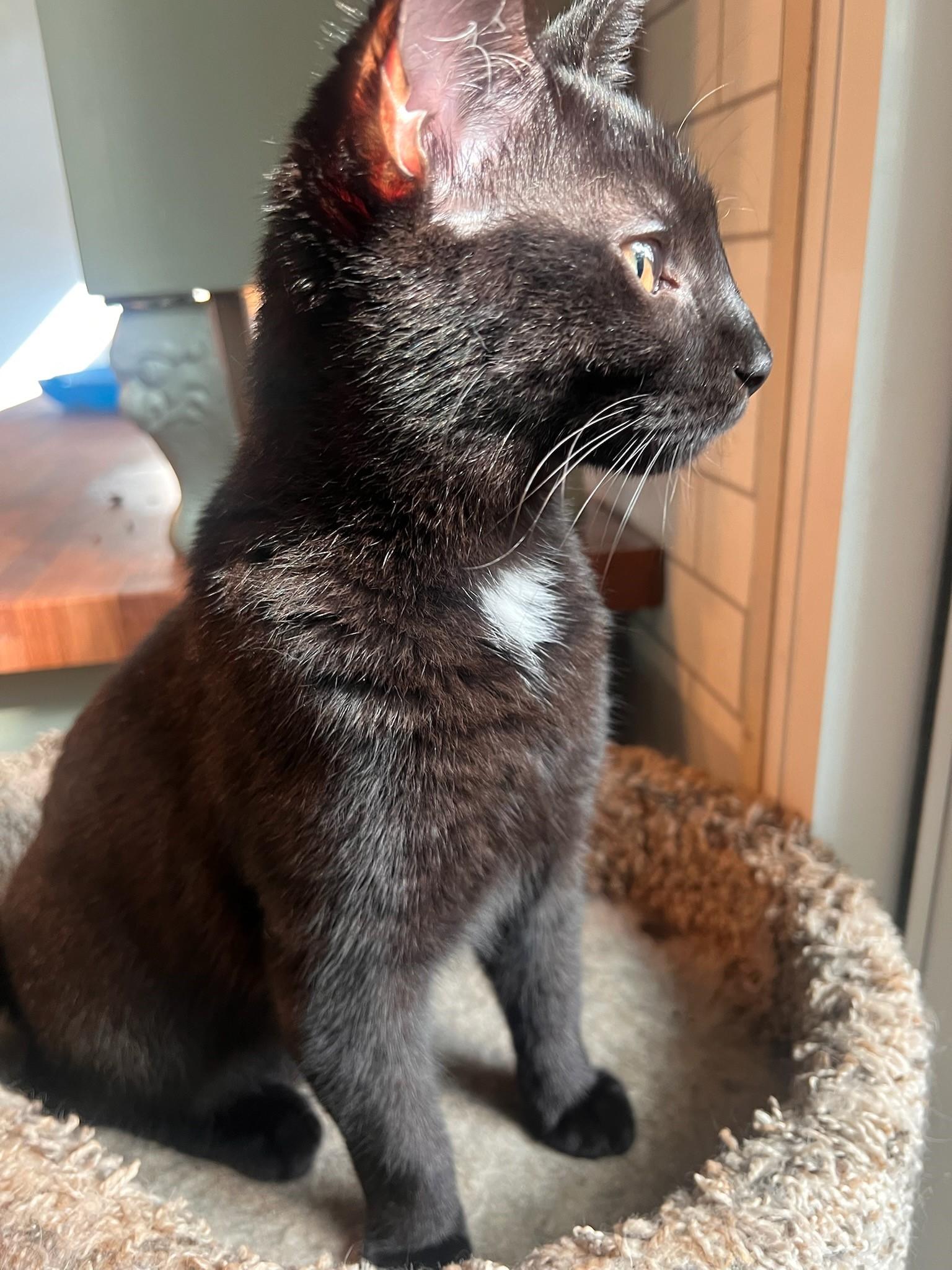 Uno, a Adoptable Domestic Short Hair in Beckley, WV image 2/5