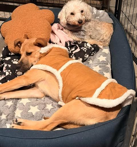 Enlarge Mitzy, a Adoptable mixed breed in San Antonio, TX image 5/6