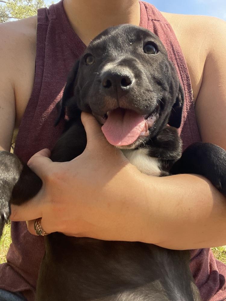 Blueberry, Adoptable, Puppy Female Labrador Retriever & Hound.