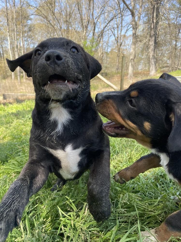 Enlarge Blueberry, a Adoptable mixed breed in Newnan, GA image 2/6