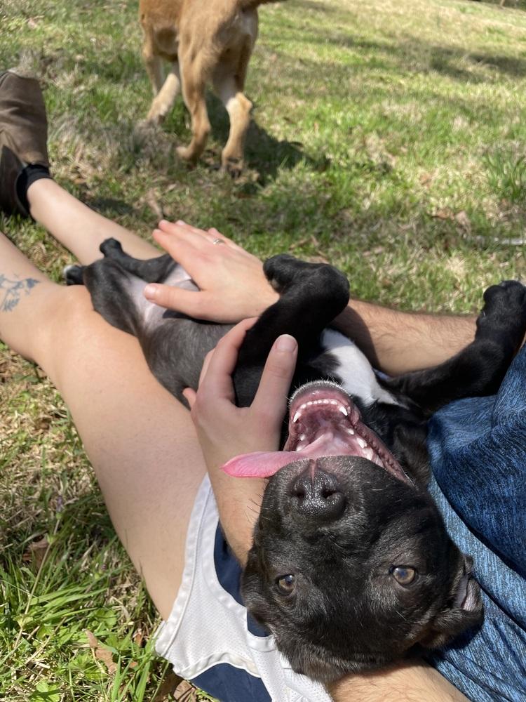 Enlarge Blueberry, a Adoptable mixed breed in Newnan, GA image 3/6