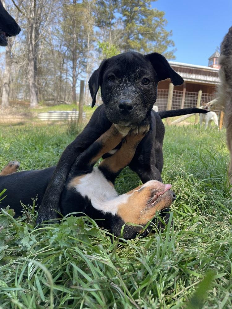 Enlarge Blueberry, a Adoptable mixed breed in Newnan, GA image 4/6