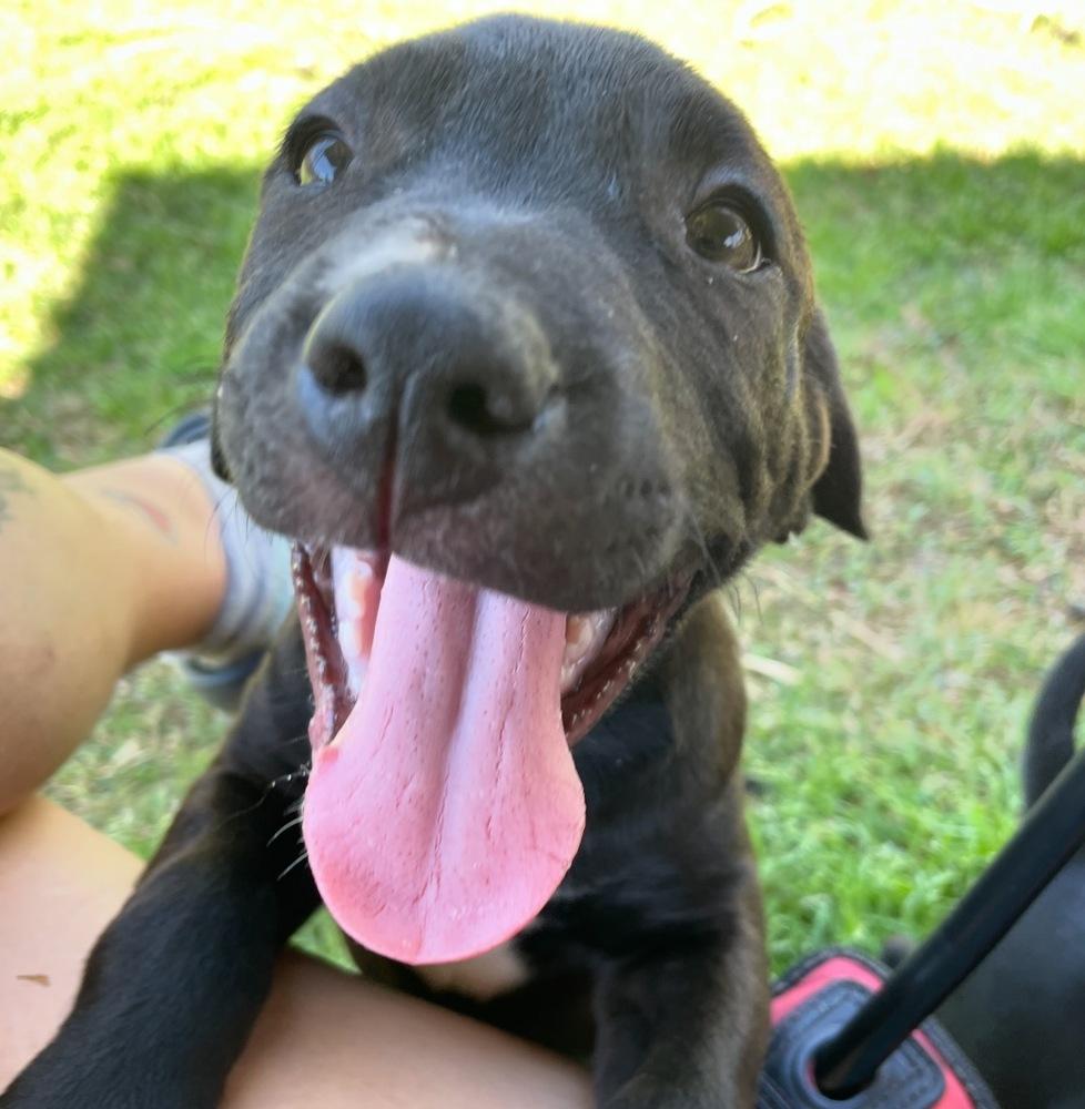 Enlarge Blueberry, a Adoptable mixed breed in Newnan, GA image 5/6