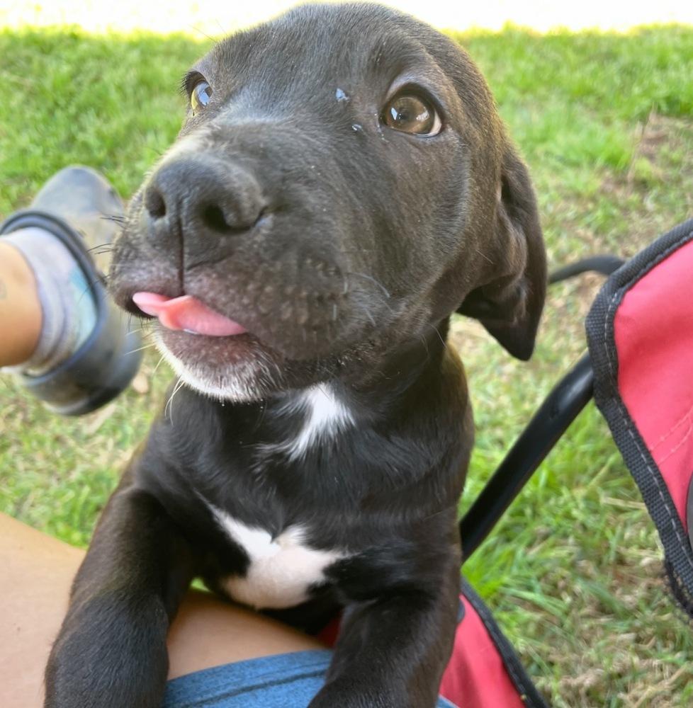 Enlarge Blueberry, a Adoptable mixed breed in Newnan, GA image 6/6