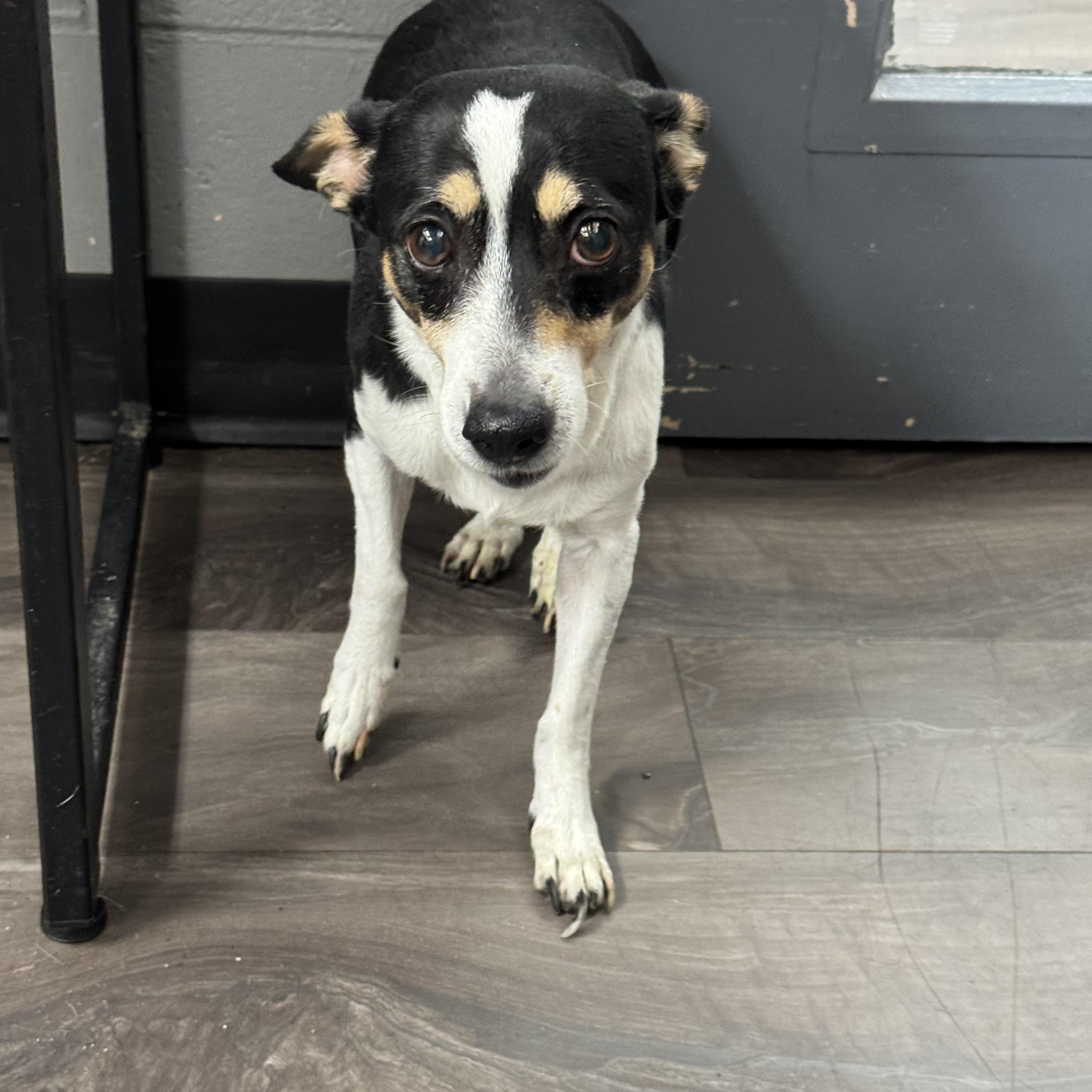 Enlarge Hera, an adopted mixed breed in Trenton, NJ image 1/1