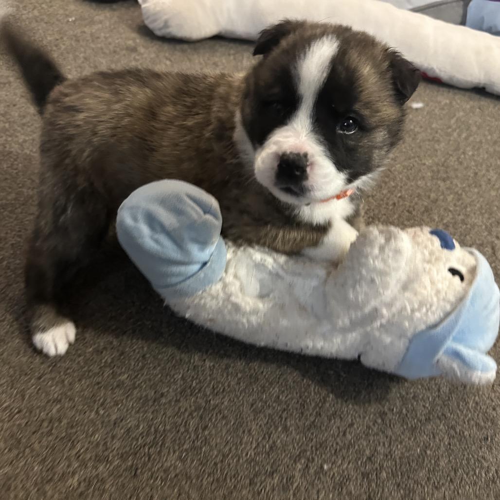 Zuma (Orange, Adoptable, Puppy Male Husky & Shepherd.