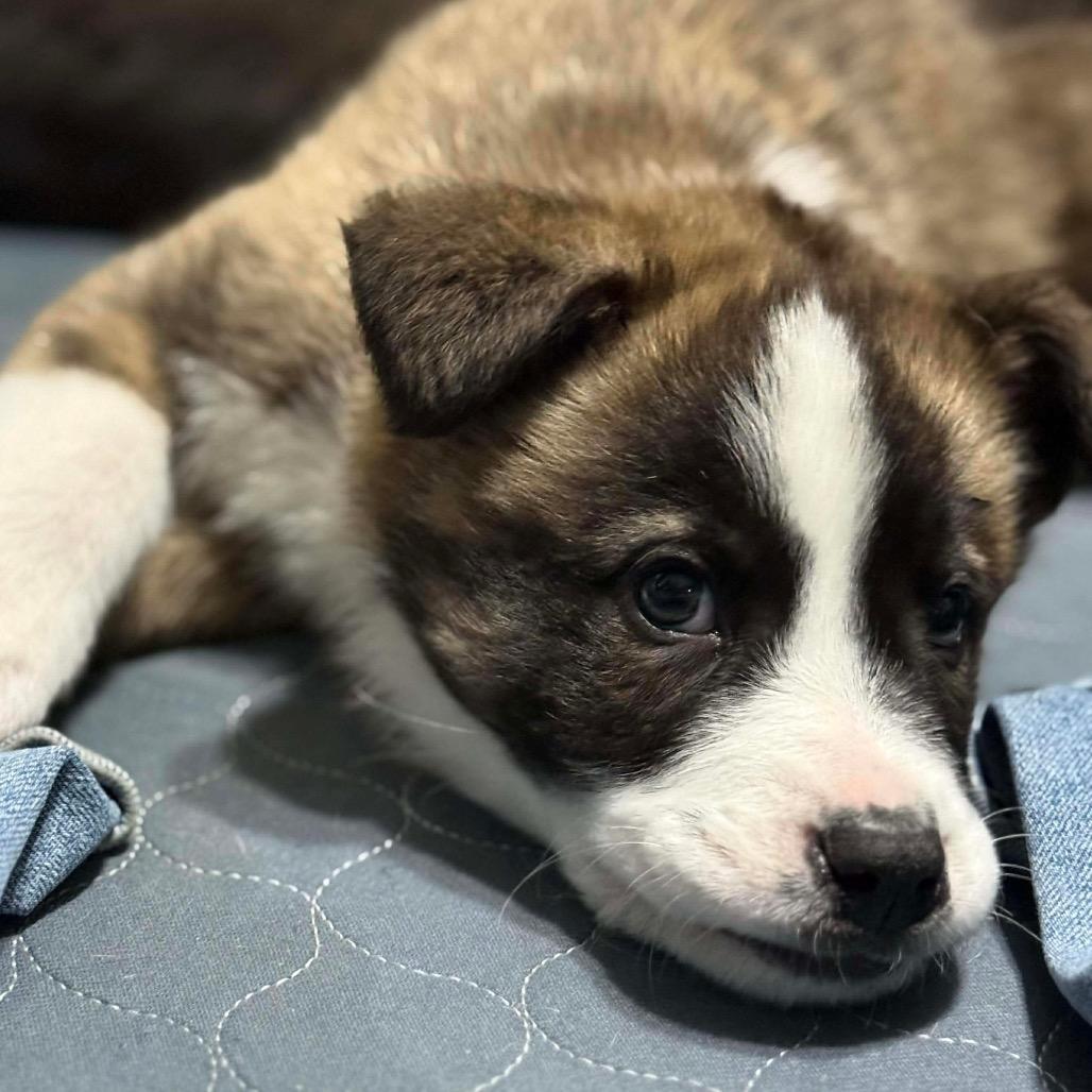 Enlarge Zuma (Orange, a Adoptable mixed breed in Brainerd, MN image 2/5