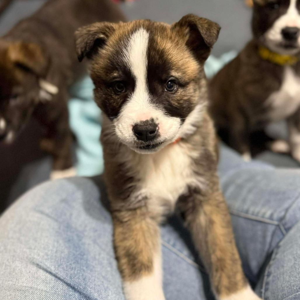 Enlarge Zuma (Orange, a Adoptable mixed breed in Brainerd, MN image 3/5