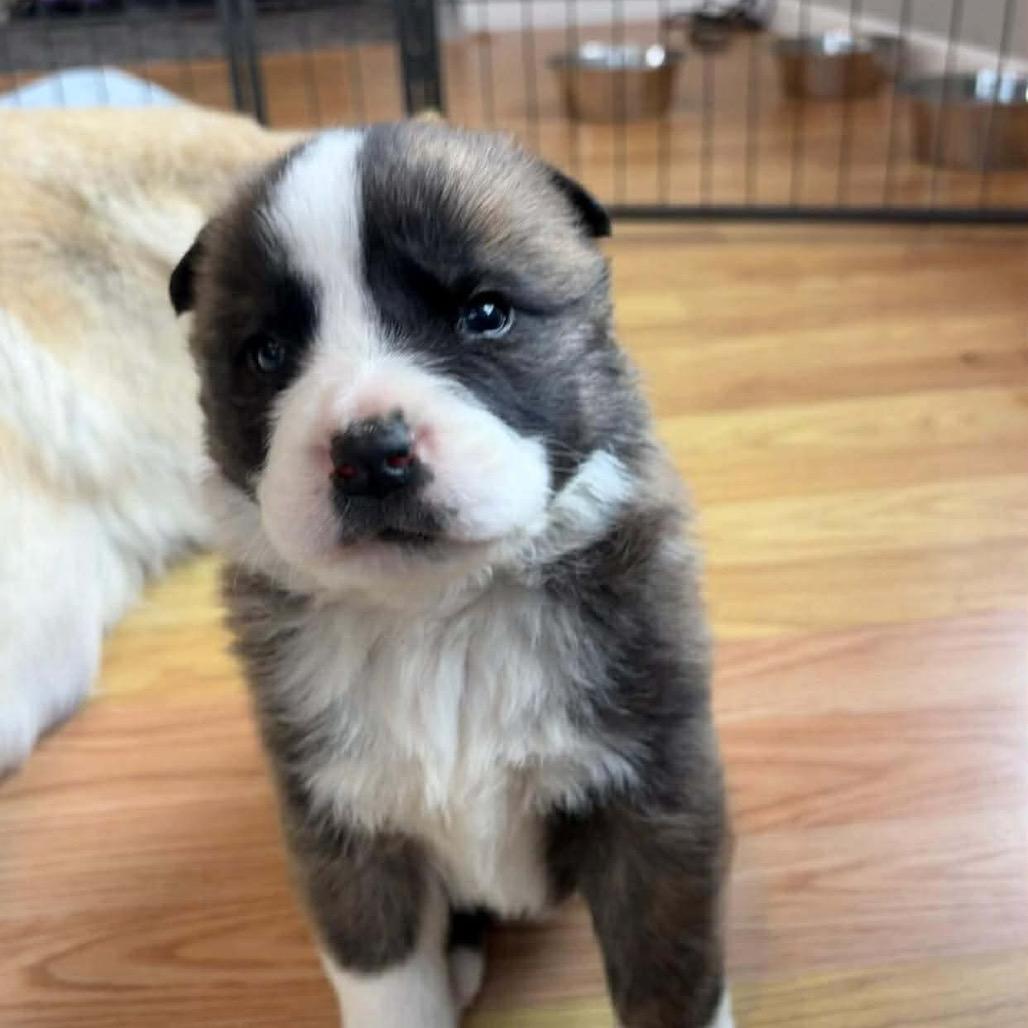 Enlarge Zuma (Orange, a Adoptable mixed breed in Brainerd, MN image 1/1