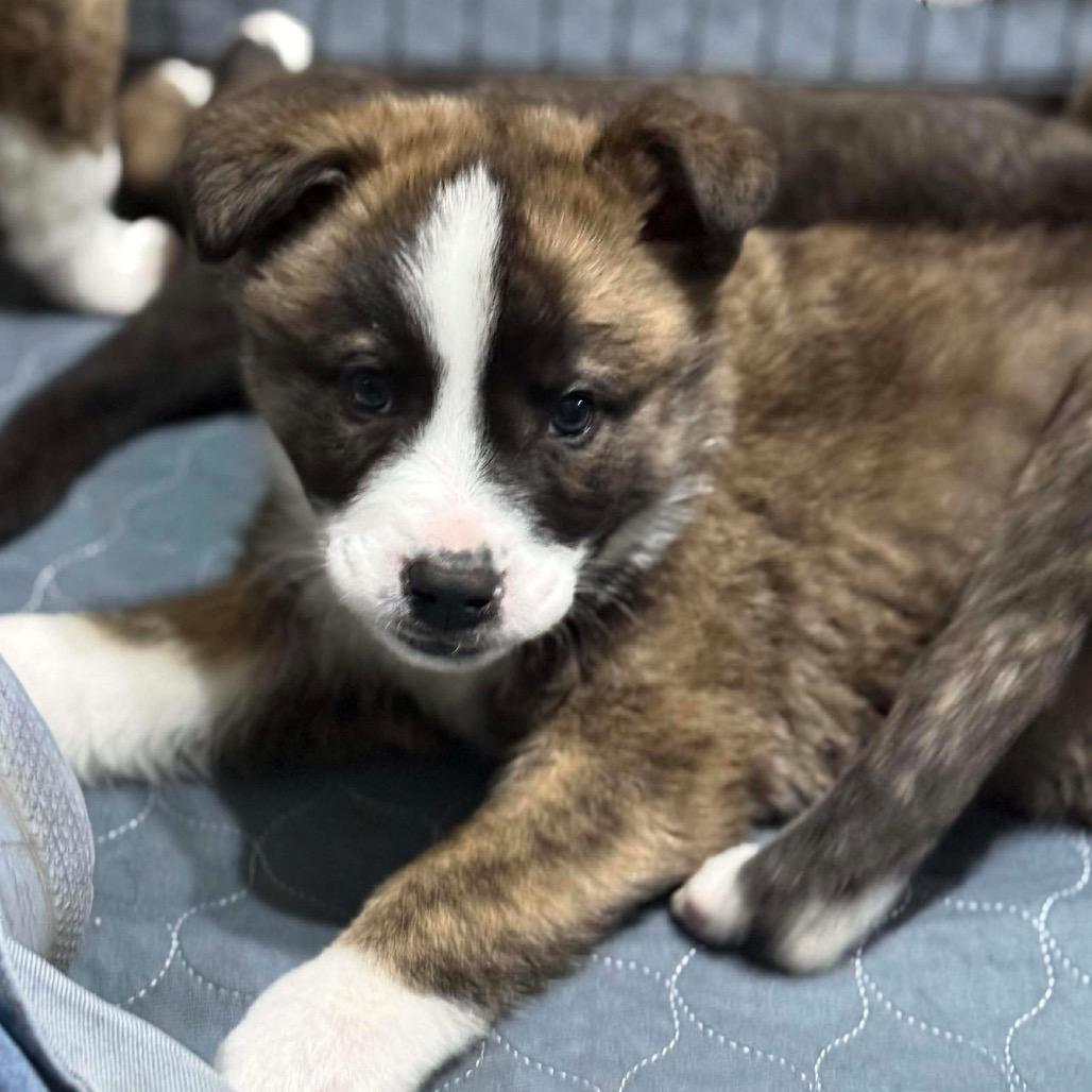 Enlarge Zuma (Orange, a Adoptable mixed breed in Brainerd, MN image 5/5