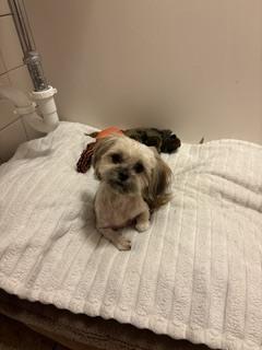 Quokka, Adopted, Adult Female Shih Tzu.