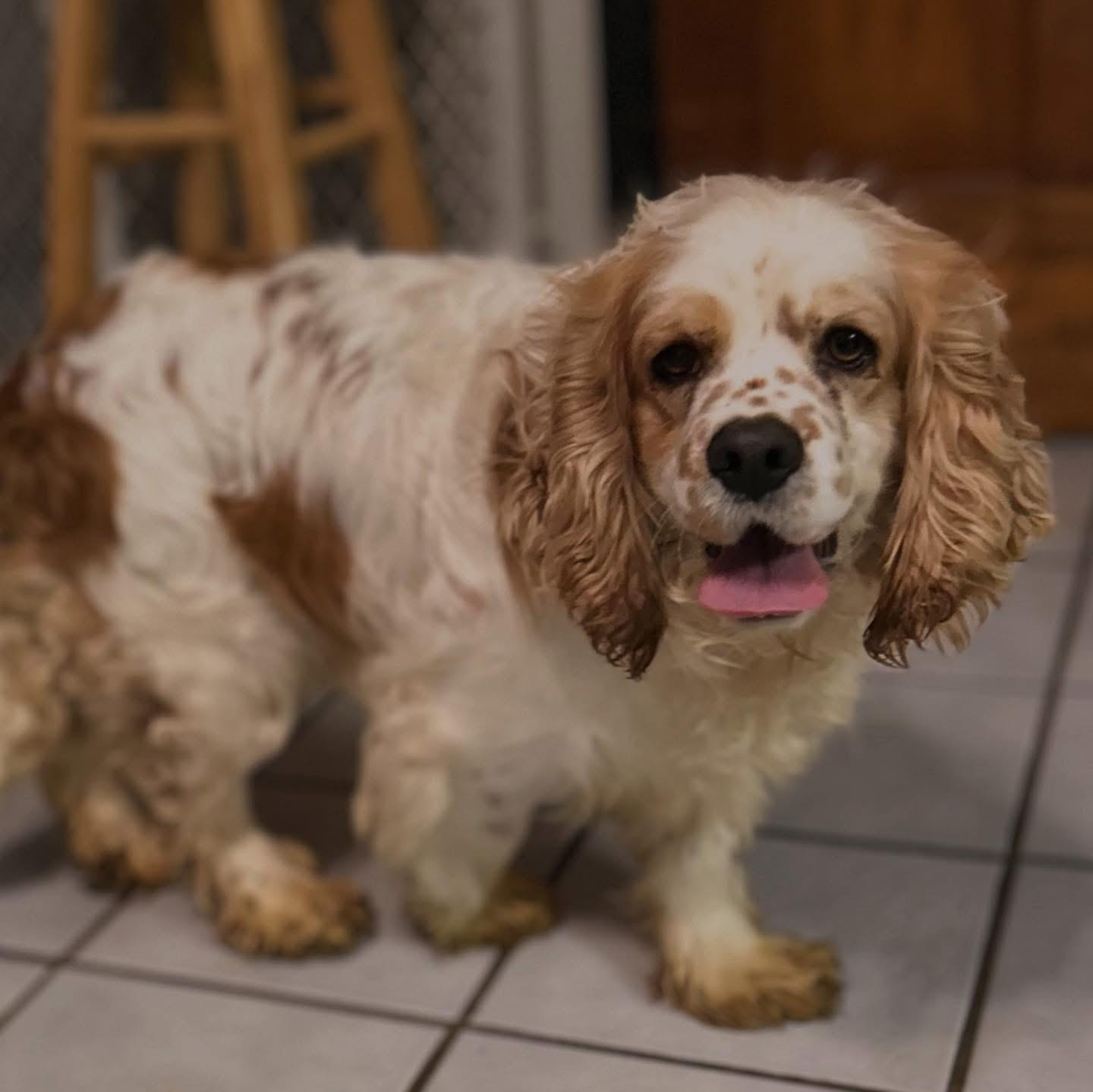 Biggie, a ADOPTABLE Cocker Spaniel in West Falls, NY image 2/4