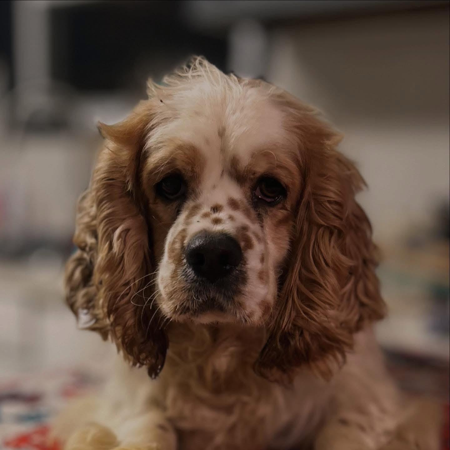 Biggie, ADOPTABLE, Adult Male Cocker Spaniel.