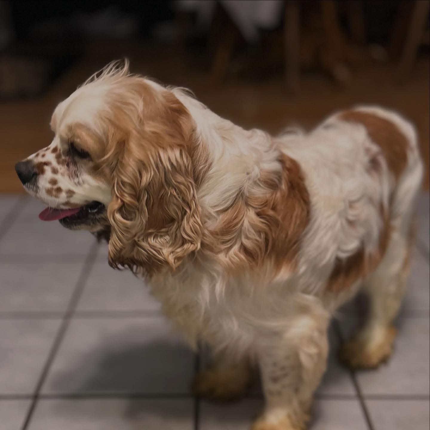 Biggie, a ADOPTABLE Cocker Spaniel in West Falls, NY image 4/4
