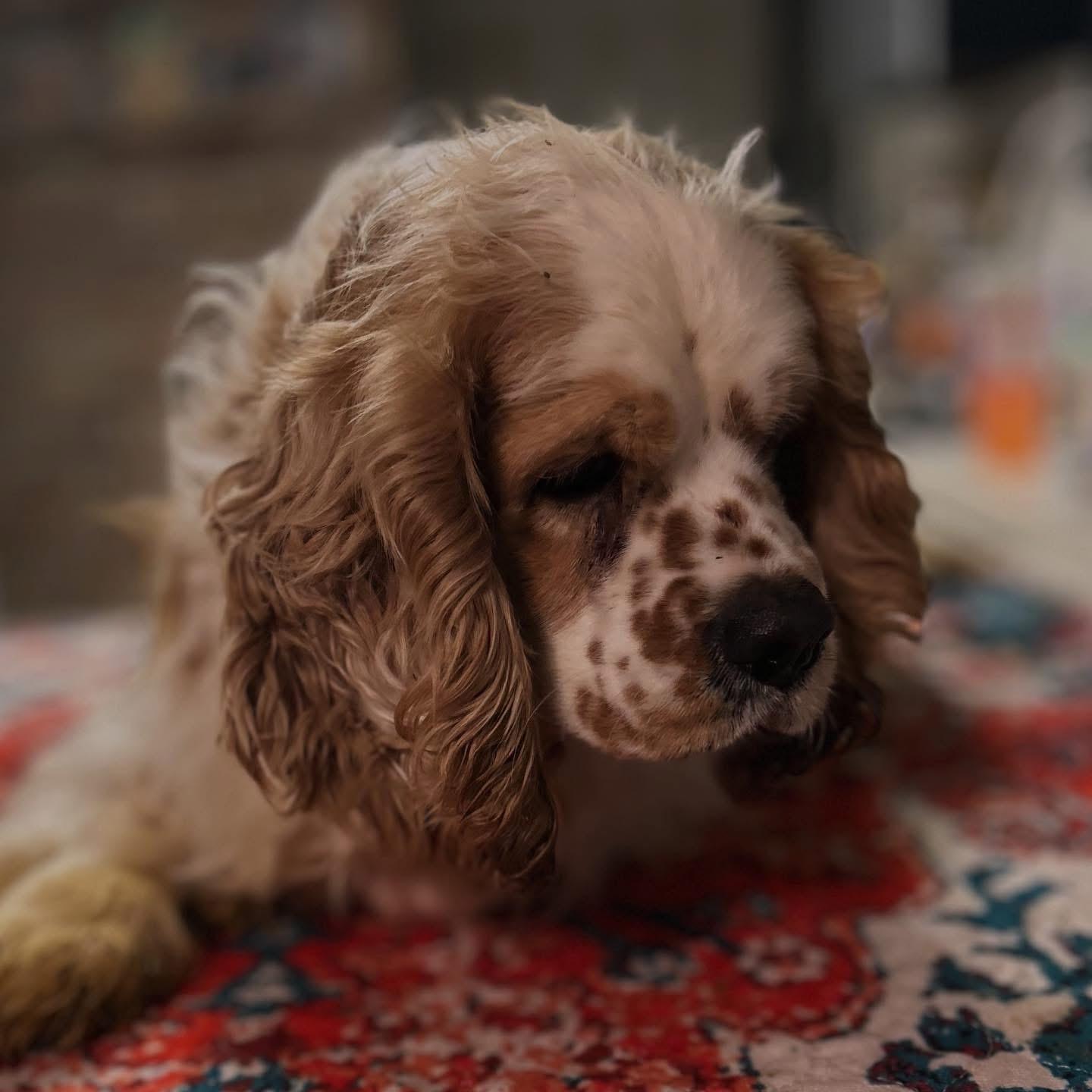 Biggie, a ADOPTABLE Cocker Spaniel in West Falls, NY image 3/4