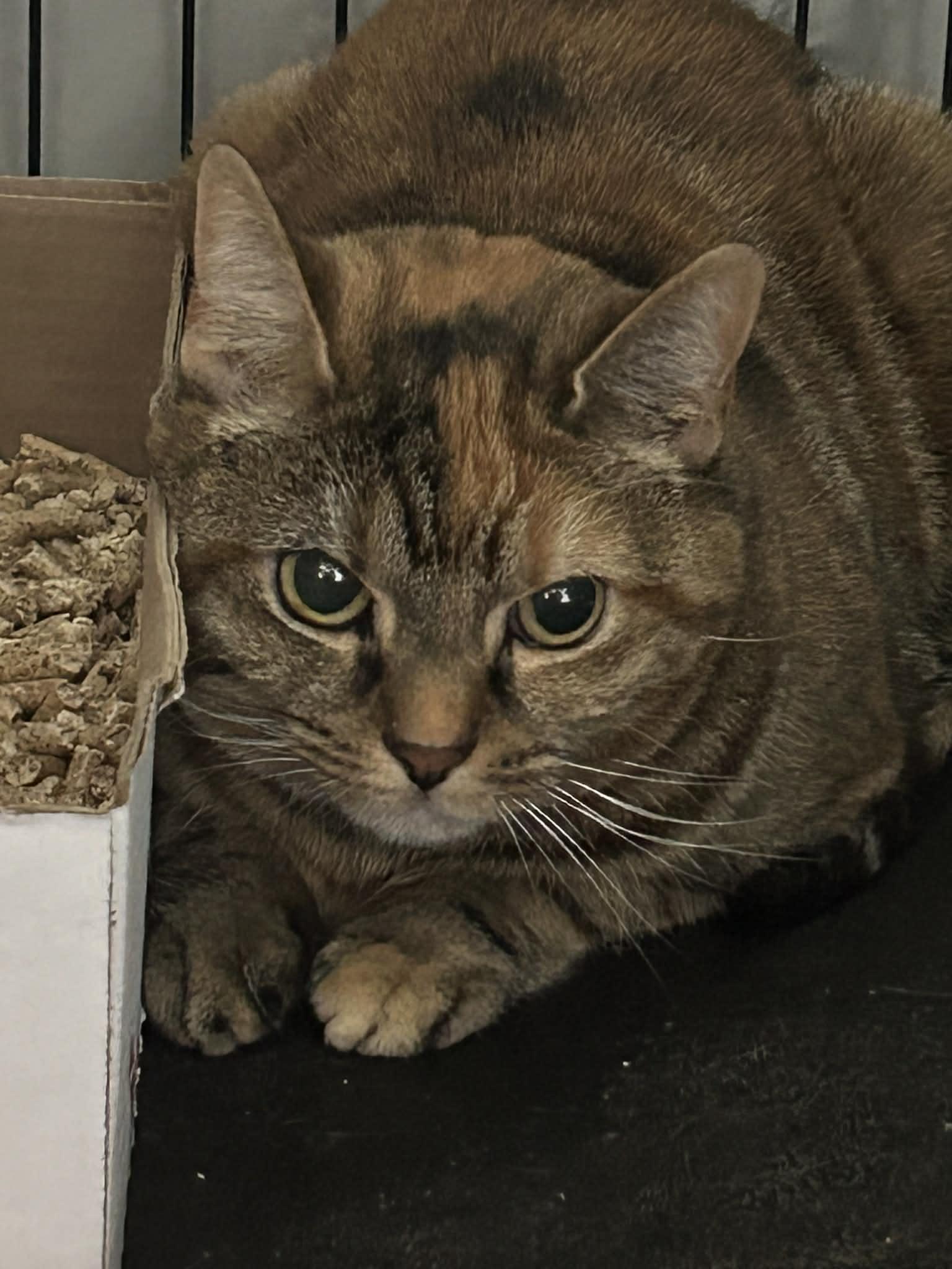 Enlarge Lucy, a ADOPTABLE Domestic Short Hair in Westfield, MA image 1/1