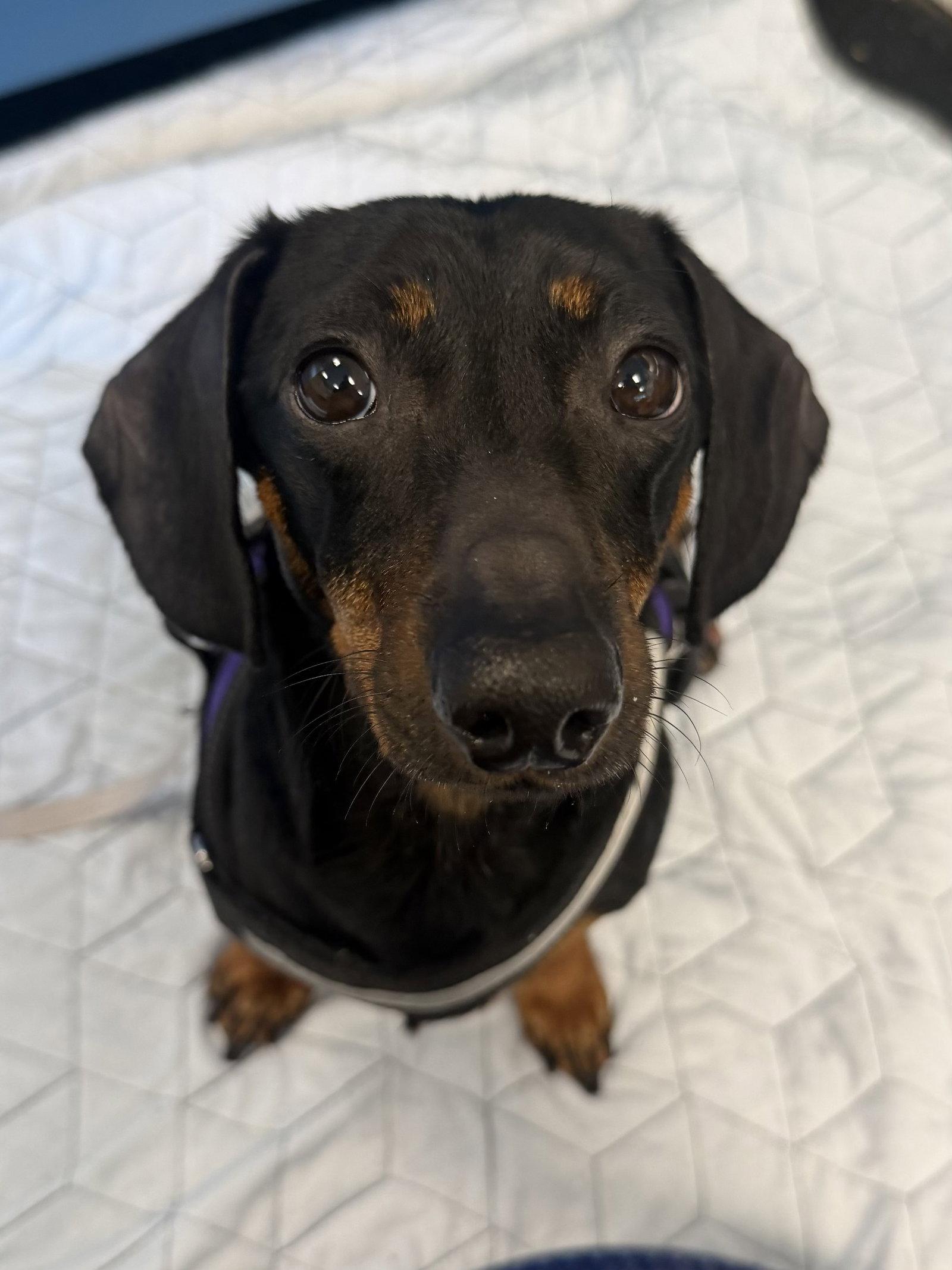 Louie, Adoptable, Young Male Dachshund.