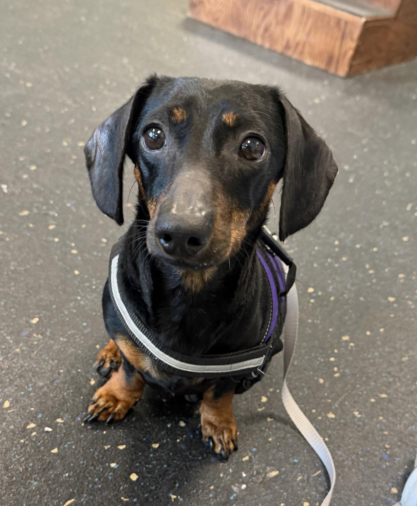 Enlarge Louie, a Adoptable Dachshund in Pearland, TX image 2/2