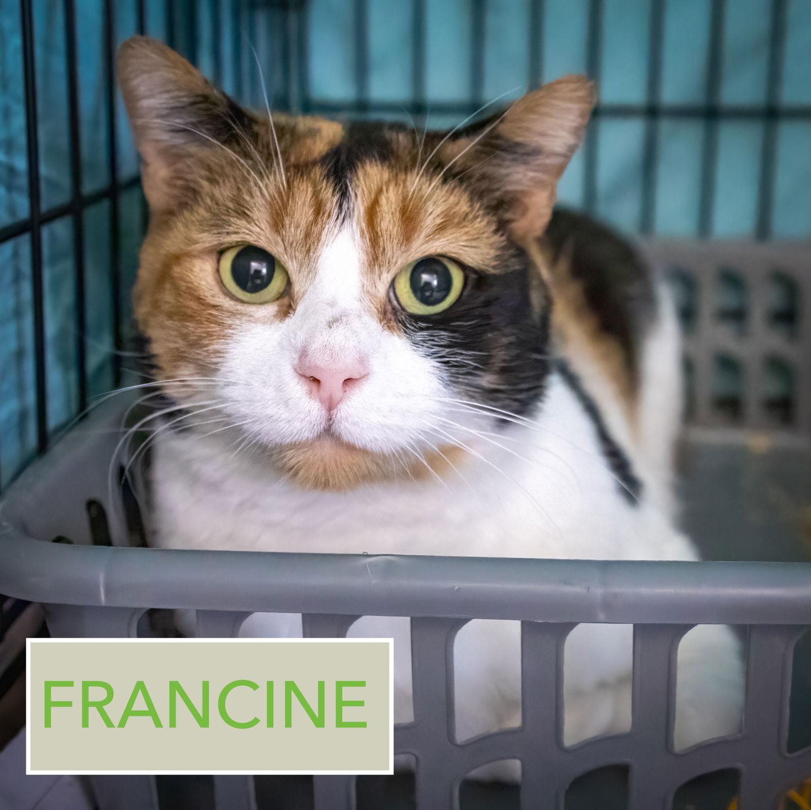 Francine thumbnail 2