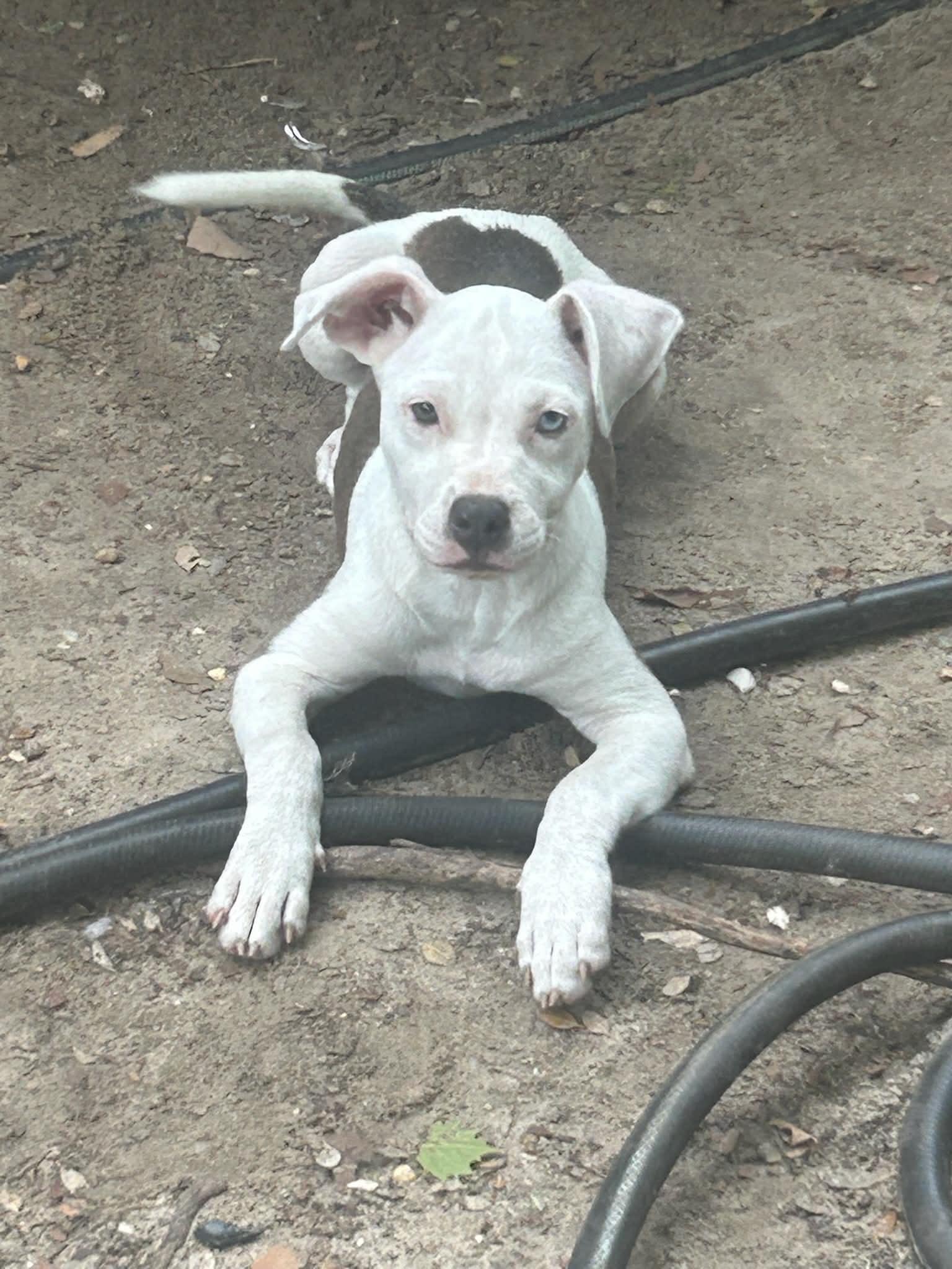 Enlarge Coco, a Adoptable Pit Bull Terrier in Panama City, FL image 1/1