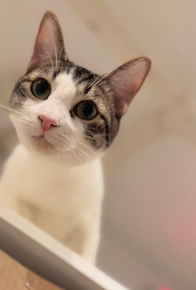 River (meet me in the cat lounge!), Adoptable, Young Male Domestic Short Hair.