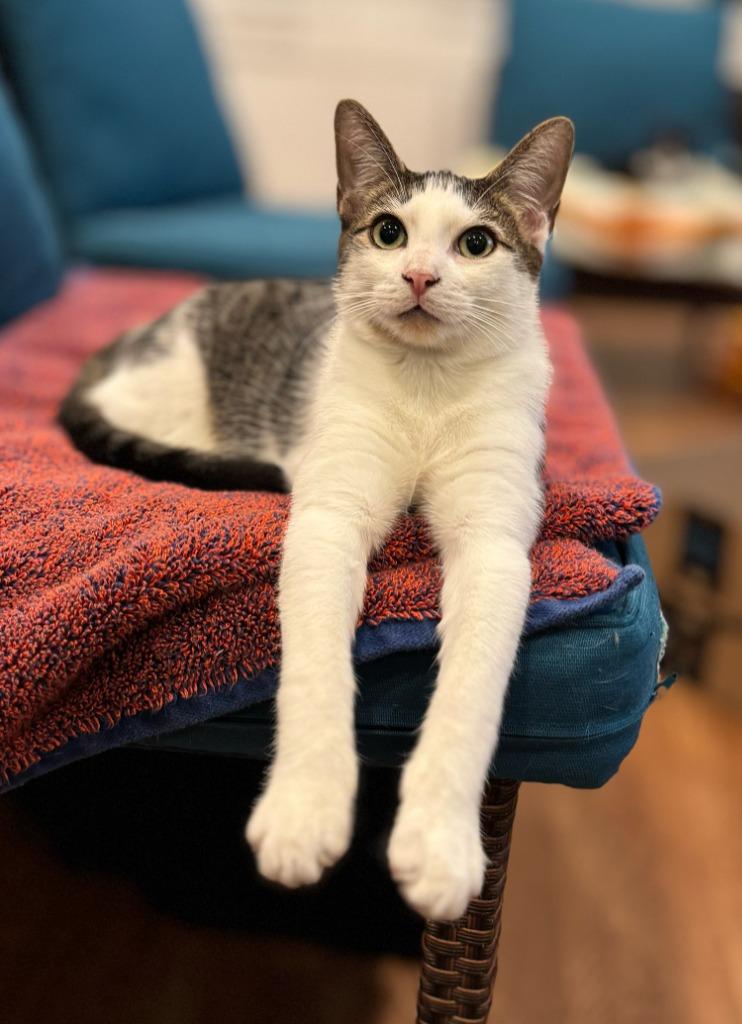 Enlarge River (meet me in the cat lounge!), a Adoptable mixed breed in Brooklyn, NY image 2/4