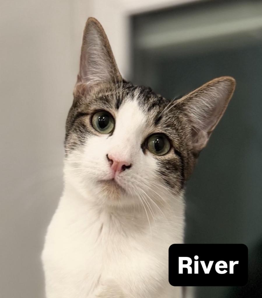 Enlarge River (meet me in the cat lounge!), a Adoptable mixed breed in Brooklyn, NY image 2/3