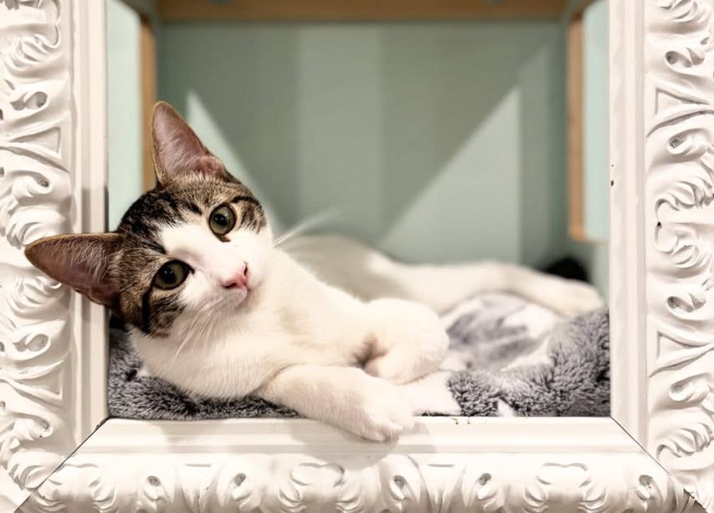 Enlarge River (meet me in the cat lounge!), a Adoptable mixed breed in Brooklyn, NY image 3/3