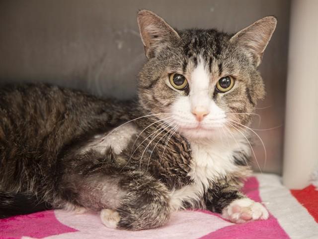 LINUS, Adoptable, Adult Male Domestic Short Hair.