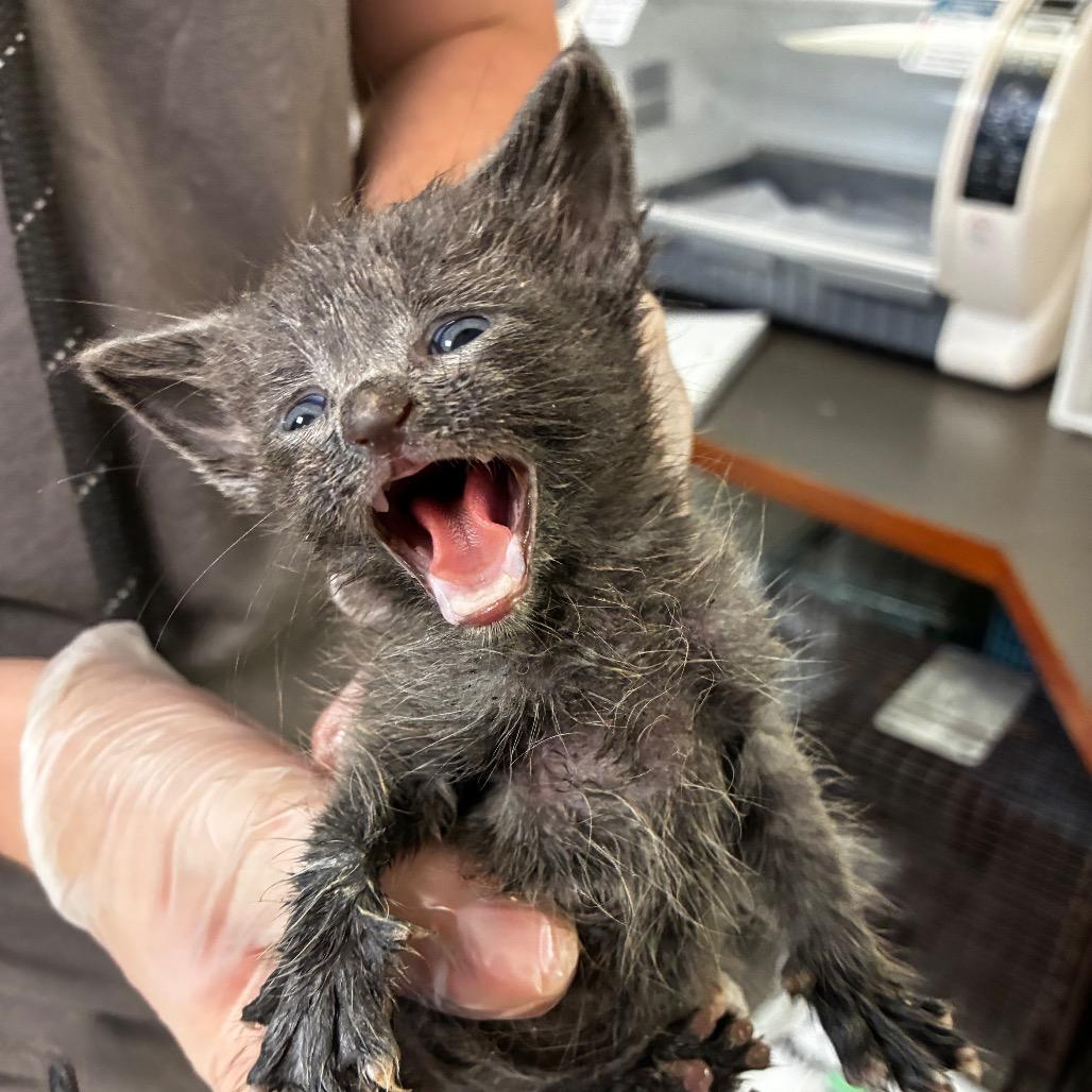 Lachesis 1526, Adoptable, Kitten Female Domestic Short Hair.