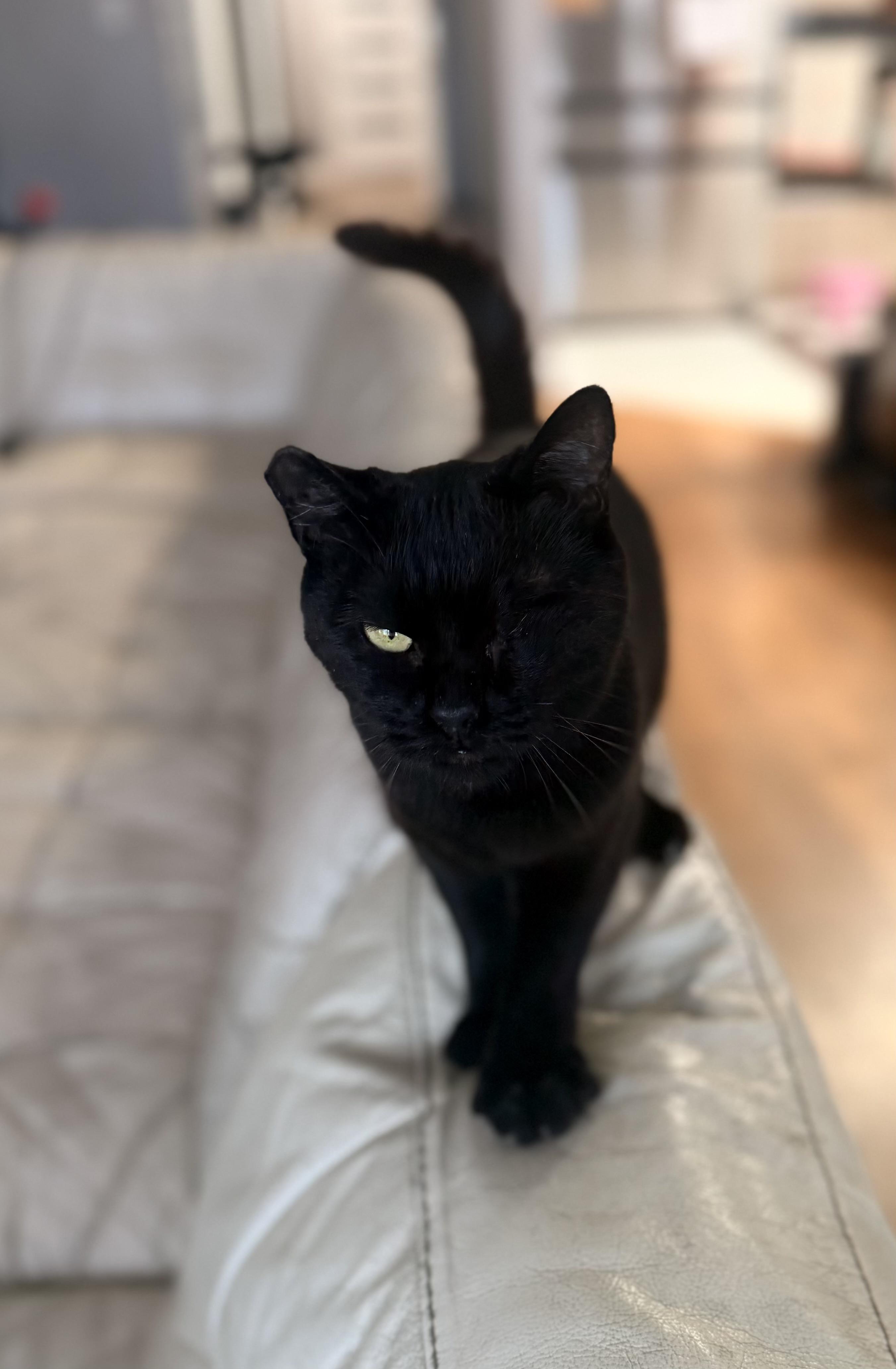 Grace O'Malley, Adoptable, Young Female American Shorthair.