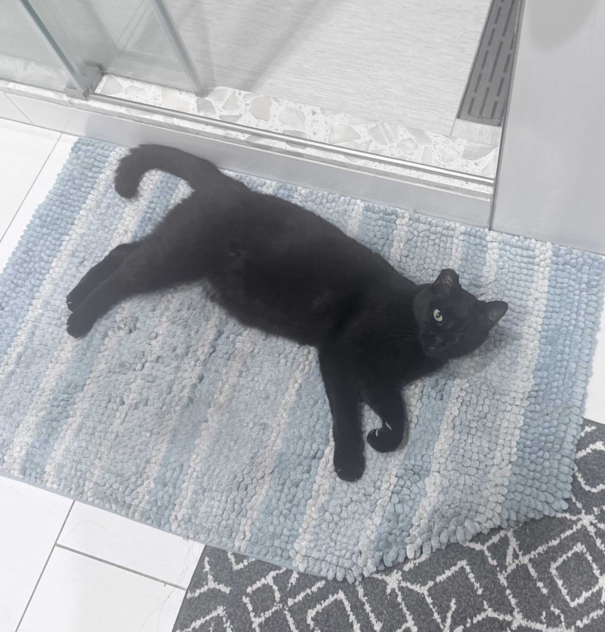 Enlarge Grace O'Malley, a Adoptable American Shorthair in Davis, CA image 5/5
