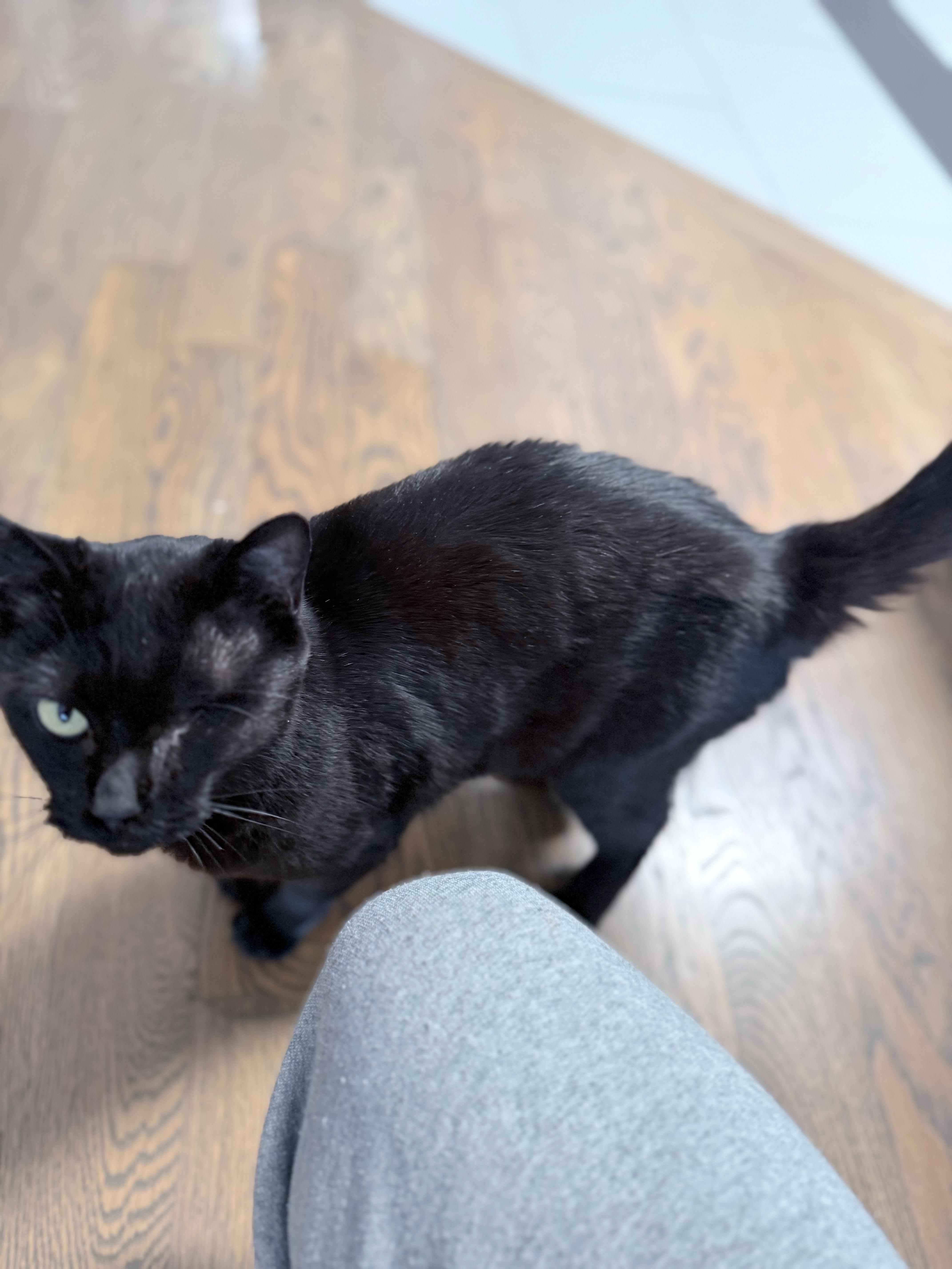 Enlarge Grace O'Malley, a Adoptable American Shorthair in Davis, CA image 3/5