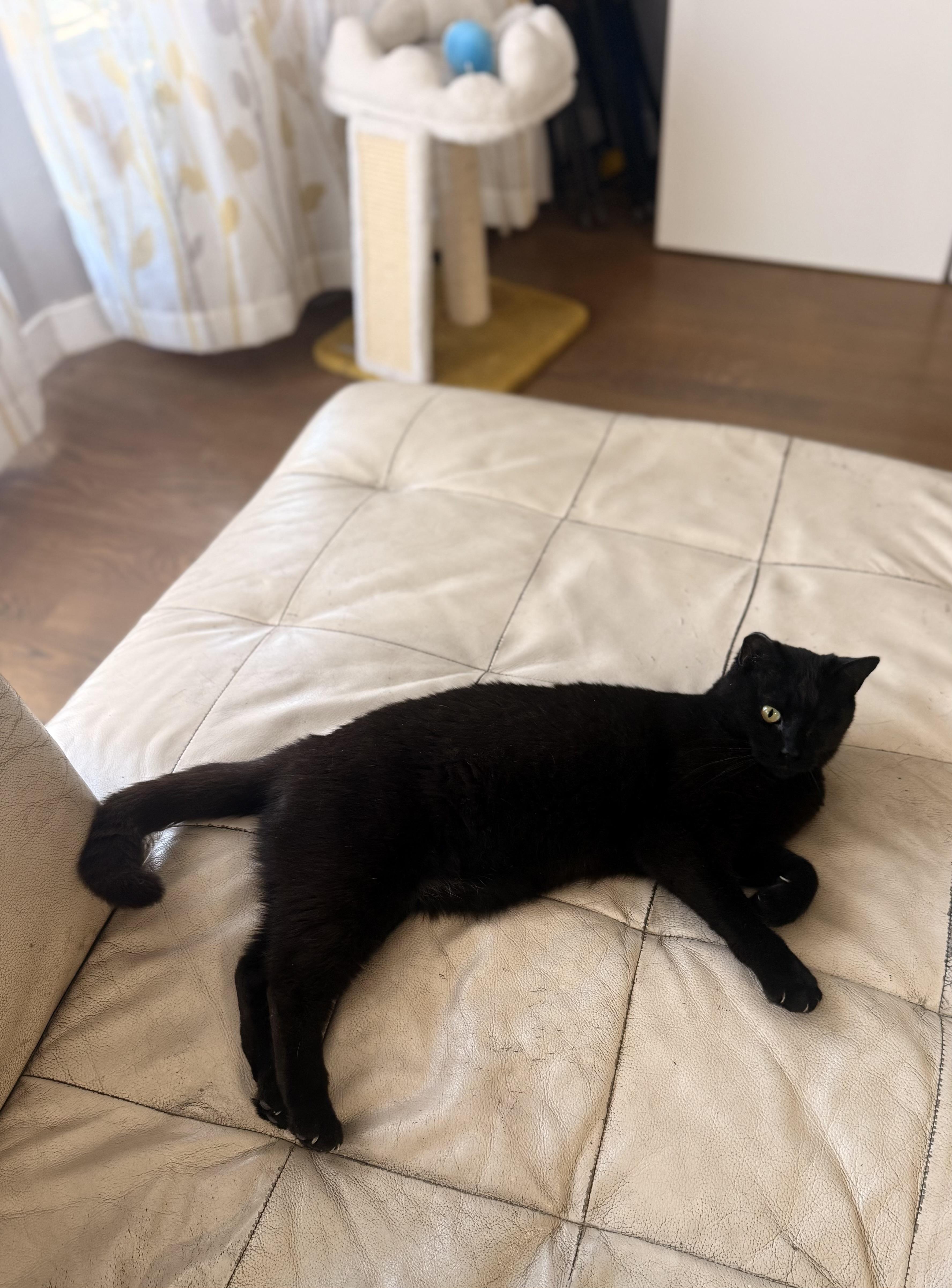Enlarge Grace O'Malley, a Adoptable American Shorthair in Davis, CA image 2/5