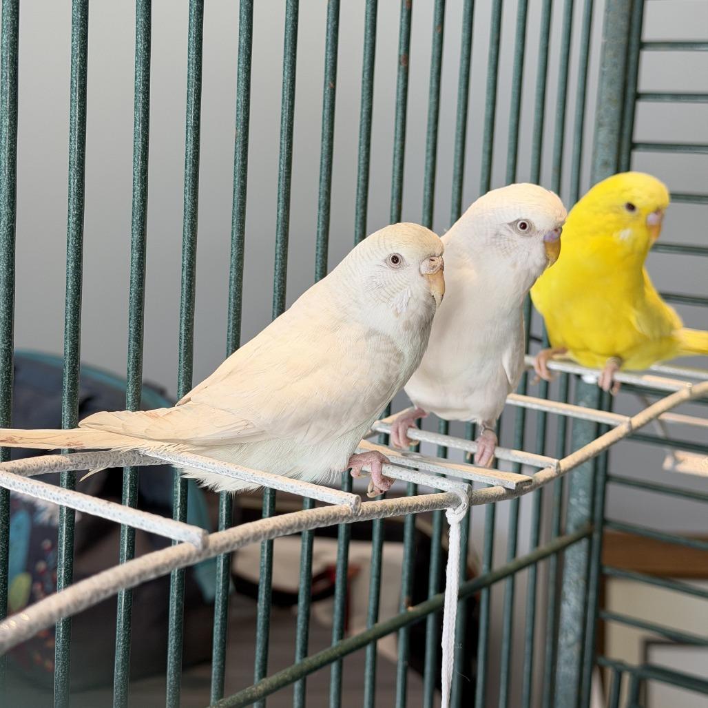 Mr. Pickles*Bonded w/ Brussel Sprout*, Adoptable, Young Female Parakeet (Other).