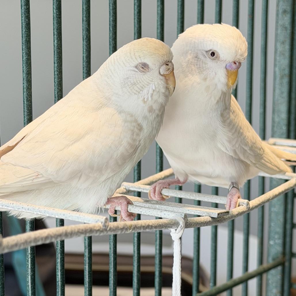 Enlarge Mr. Pickles*Bonded w/ Brussel Sprout*, a Adoptable Parakeet (Other) in Kennebunk, ME image 2/2