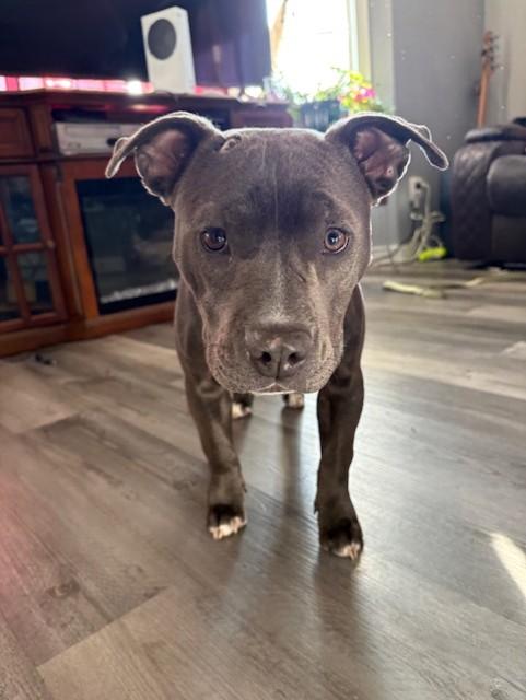 Enlarge Stormy, a ADOPTABLE American Staffordshire Terrier in Pasco, WA image 3/6