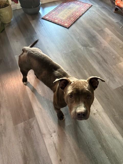 Enlarge Stormy, a ADOPTABLE American Staffordshire Terrier in Pasco, WA image 5/6