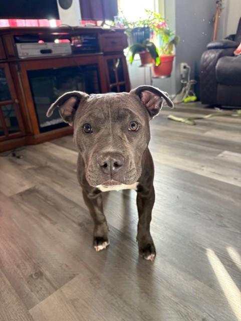 Enlarge Stormy, a ADOPTABLE American Staffordshire Terrier in Pasco, WA image 6/6