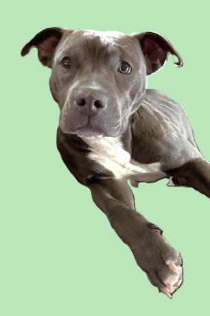 Enlarge Stormy, a ADOPTABLE American Staffordshire Terrier in Pasco, WA image 2/6