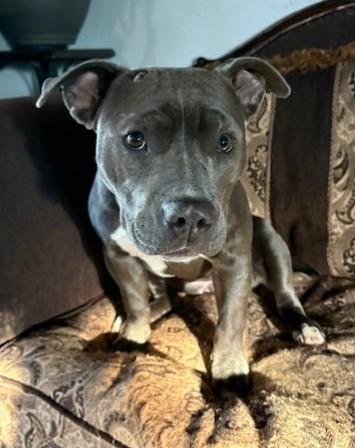 Enlarge Stormy, a ADOPTABLE American Staffordshire Terrier in Pasco, WA image 4/6