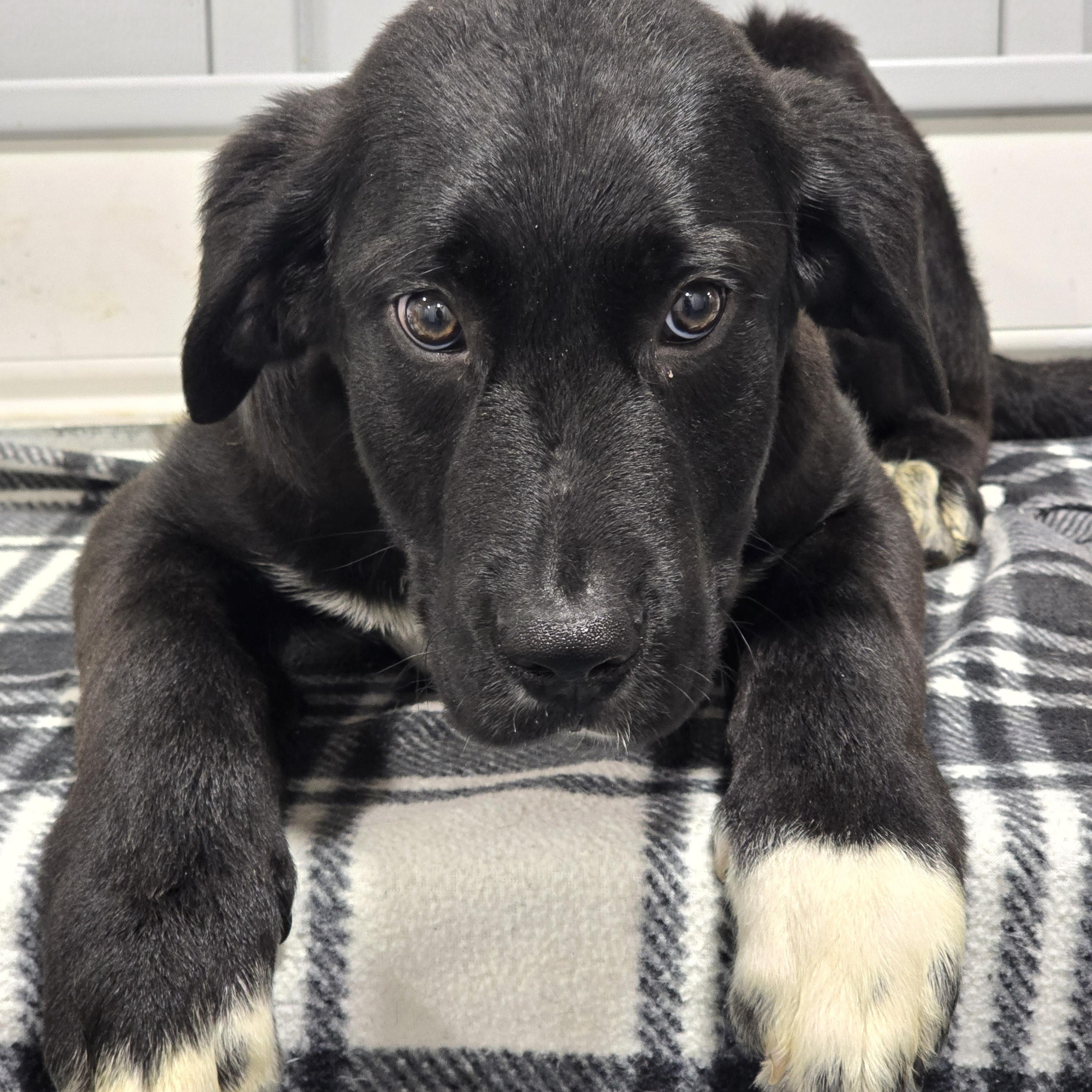 Enlarge Mack, a ADOPTABLE mixed breed in Dandridge, TN image 1/1