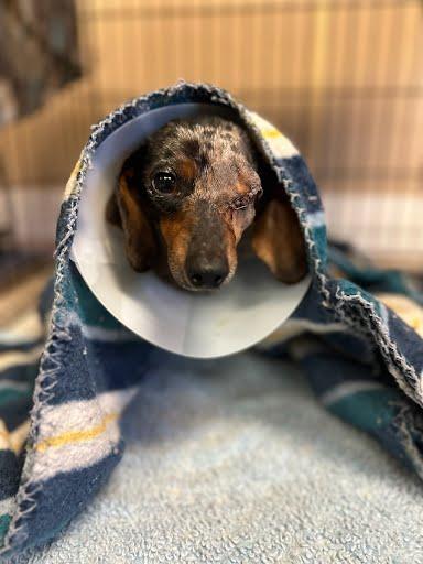 Enlarge Earl, a Adoptable Miniature Dachshund in Marshall, TX image 1/2