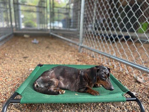 Enlarge Earl, a Adoptable Miniature Dachshund in Marshall, TX image 2/2