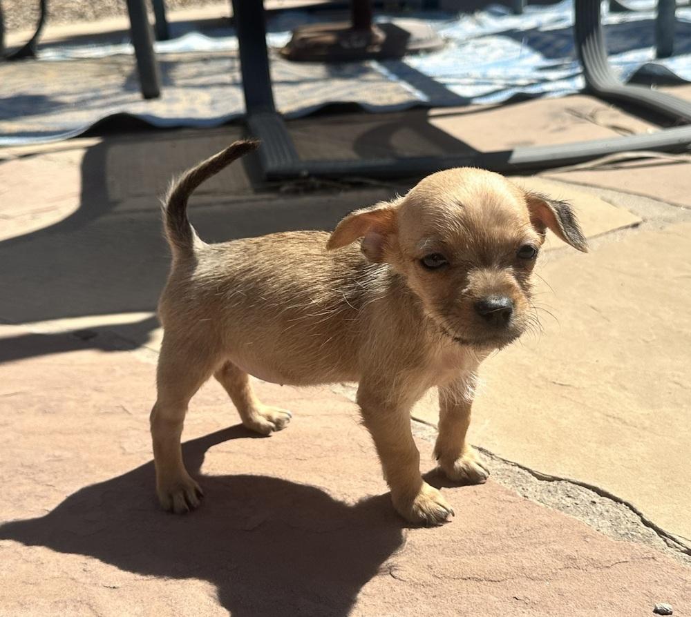 Enlarge Baby Spice, a ADOPTABLE Schnauzer in TUCSON, AZ image 2/3