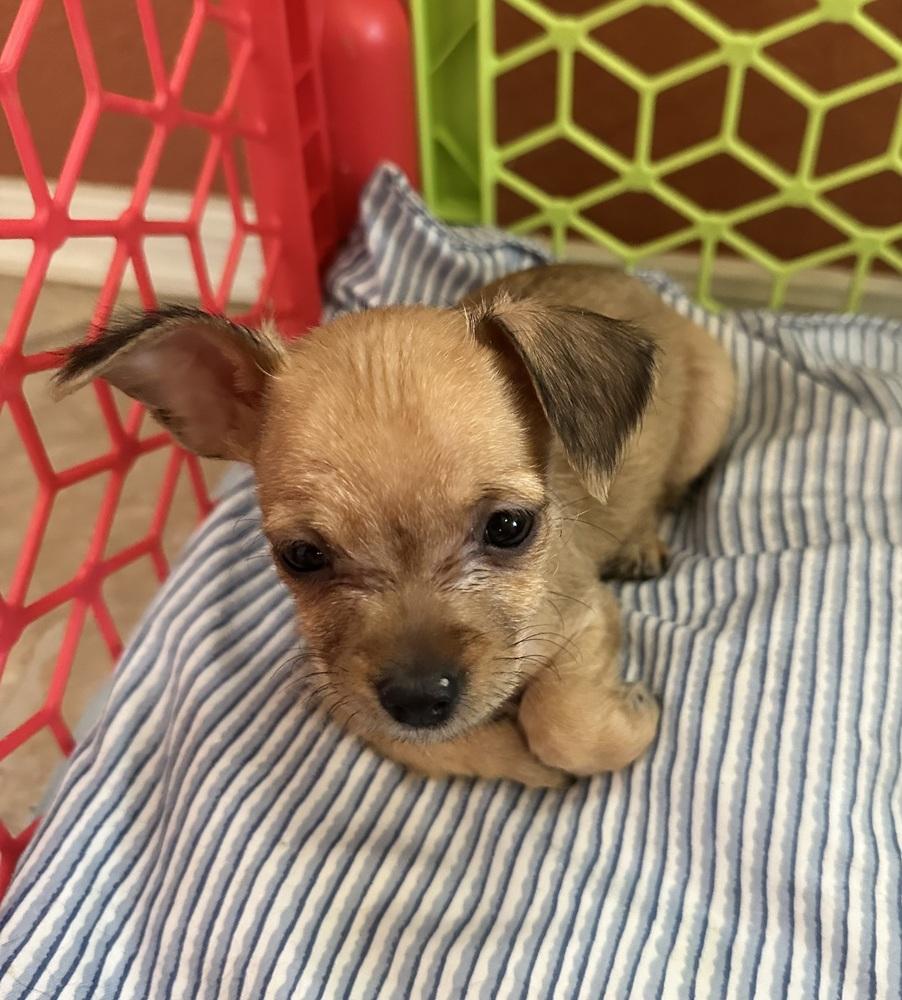 Baby Spice, ADOPTABLE, Puppy Female Schnauzer.