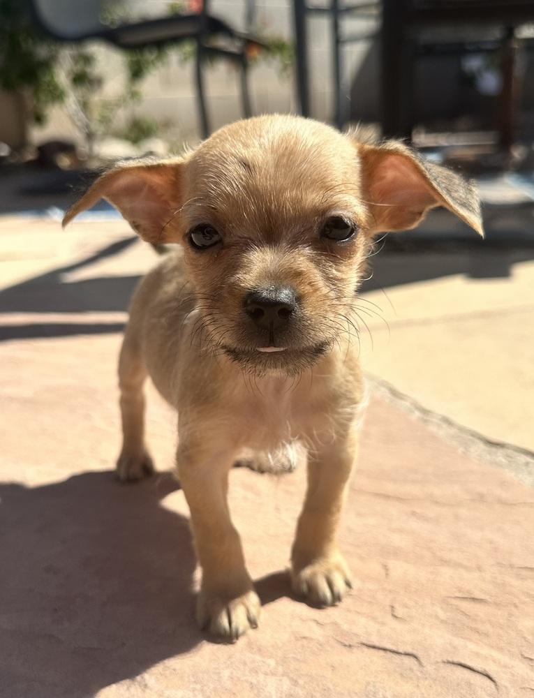 Enlarge Baby Spice, a ADOPTABLE Schnauzer in TUCSON, AZ image 3/3