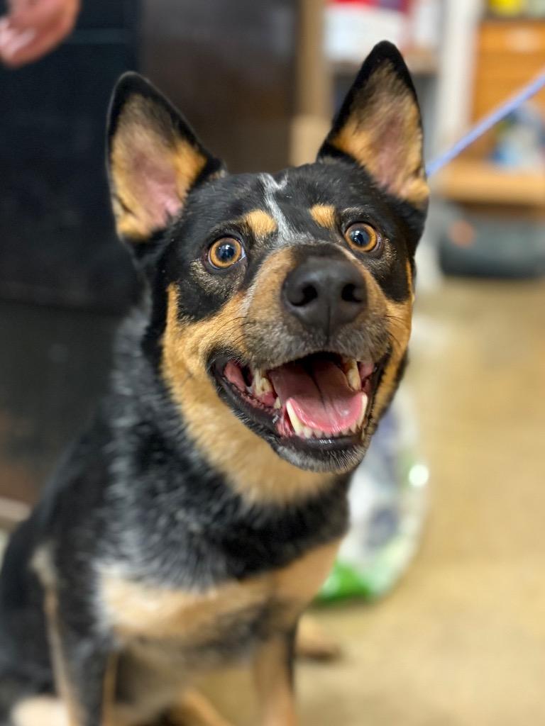 Enlarge Bug, a Adoptable mixed breed in Lockhart, TX image 1/4